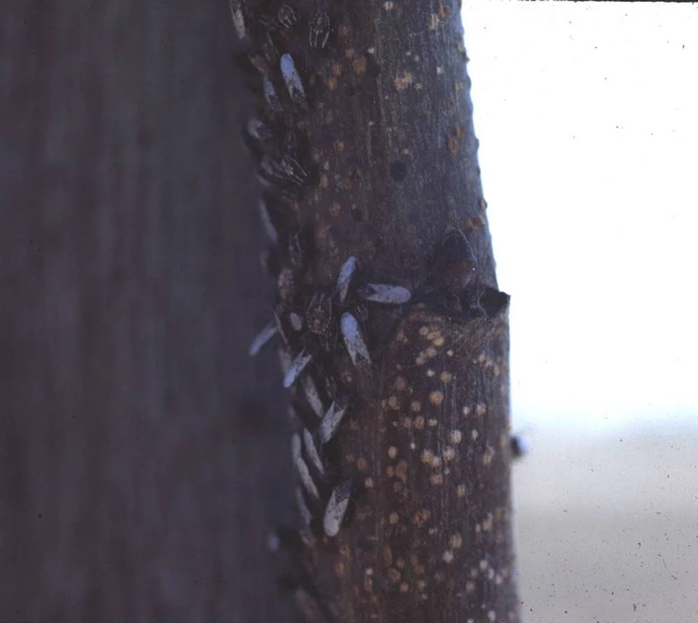 تجمع حشرات بق الفستق الكاذب False Chinch Bug على لحاء الشتلات الفتية وضرورة مكافحتها
