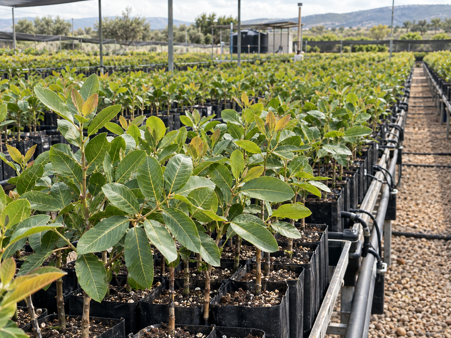 Controlled nursery greenhouse propagation of young pistachio trees